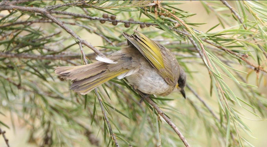 Singing Honeyeater - Ben Milbourne