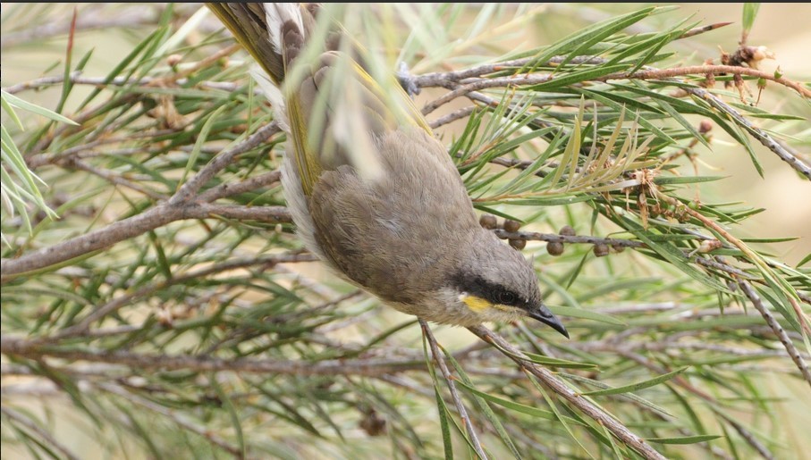 Singing Honeyeater - ML514054131