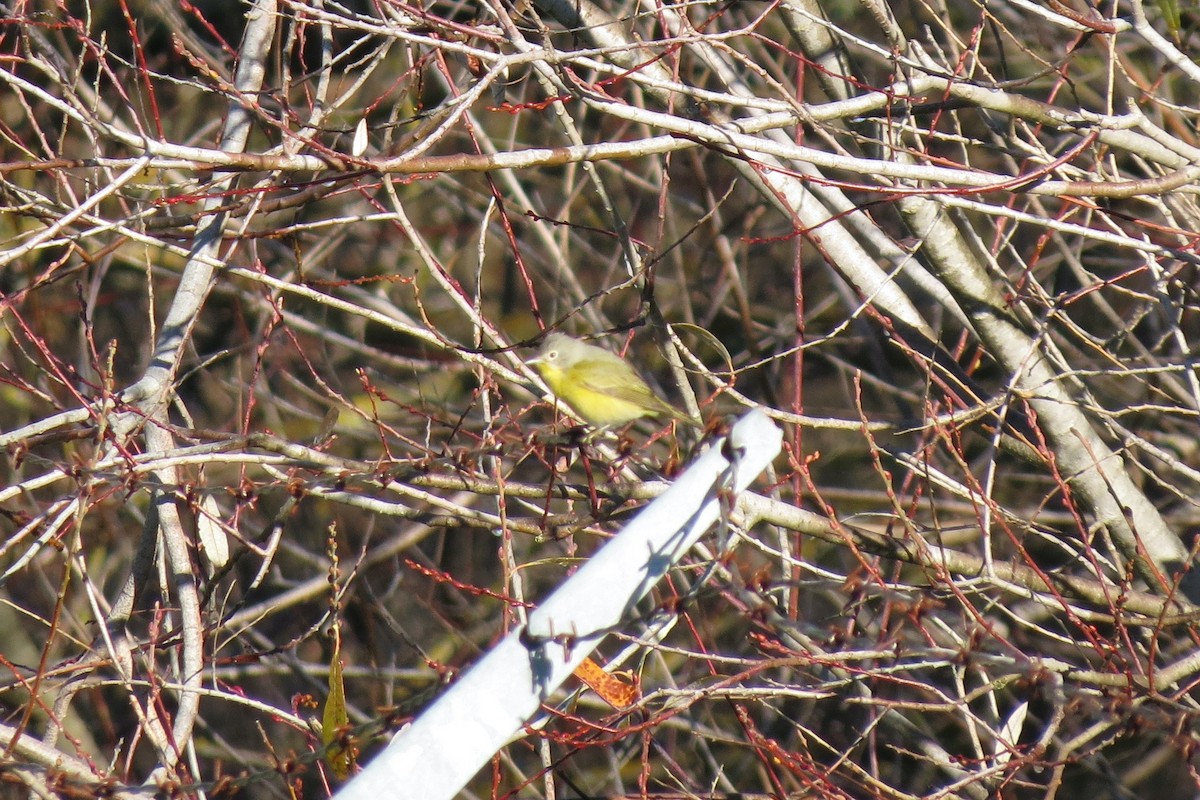 Nashville Warbler - ML514054381