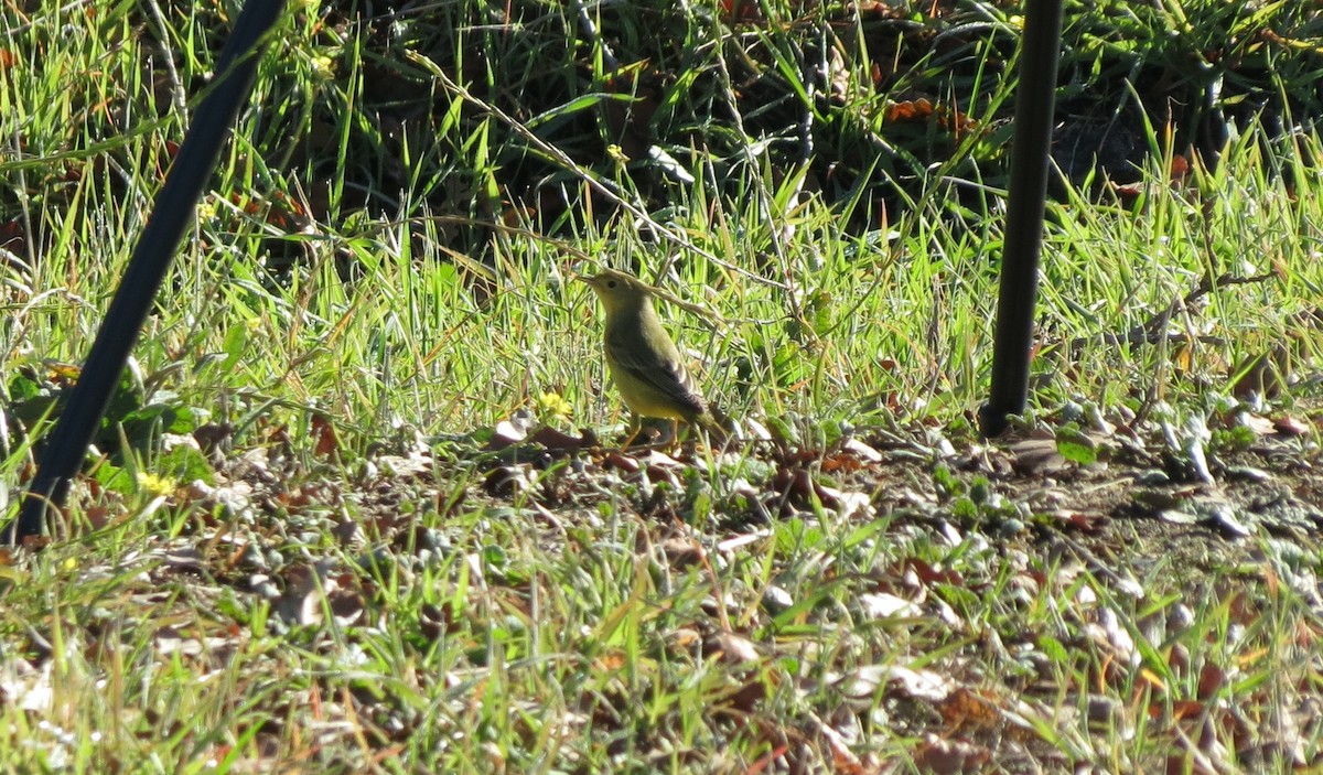 Northern Yellow Warbler - ML514054401