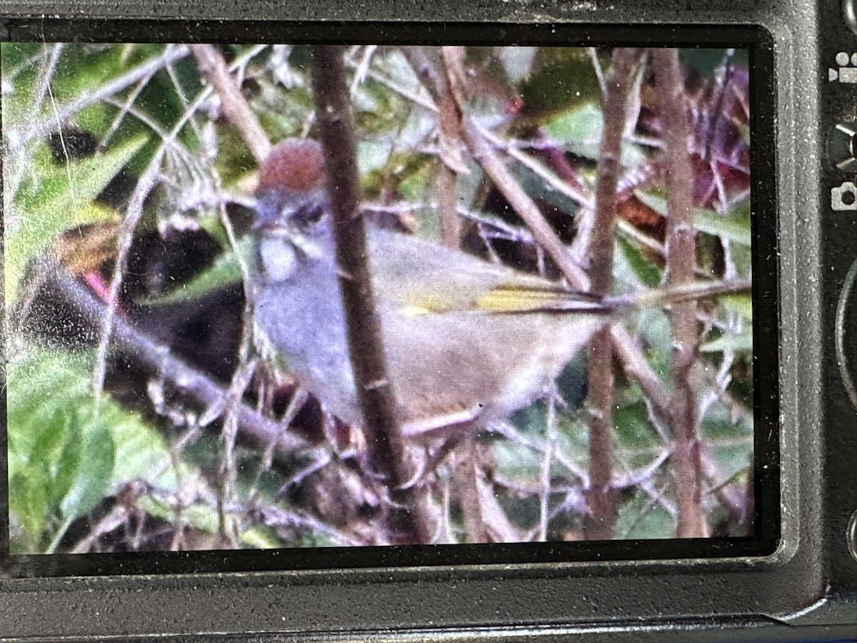 Green-tailed Towhee - ML514054451