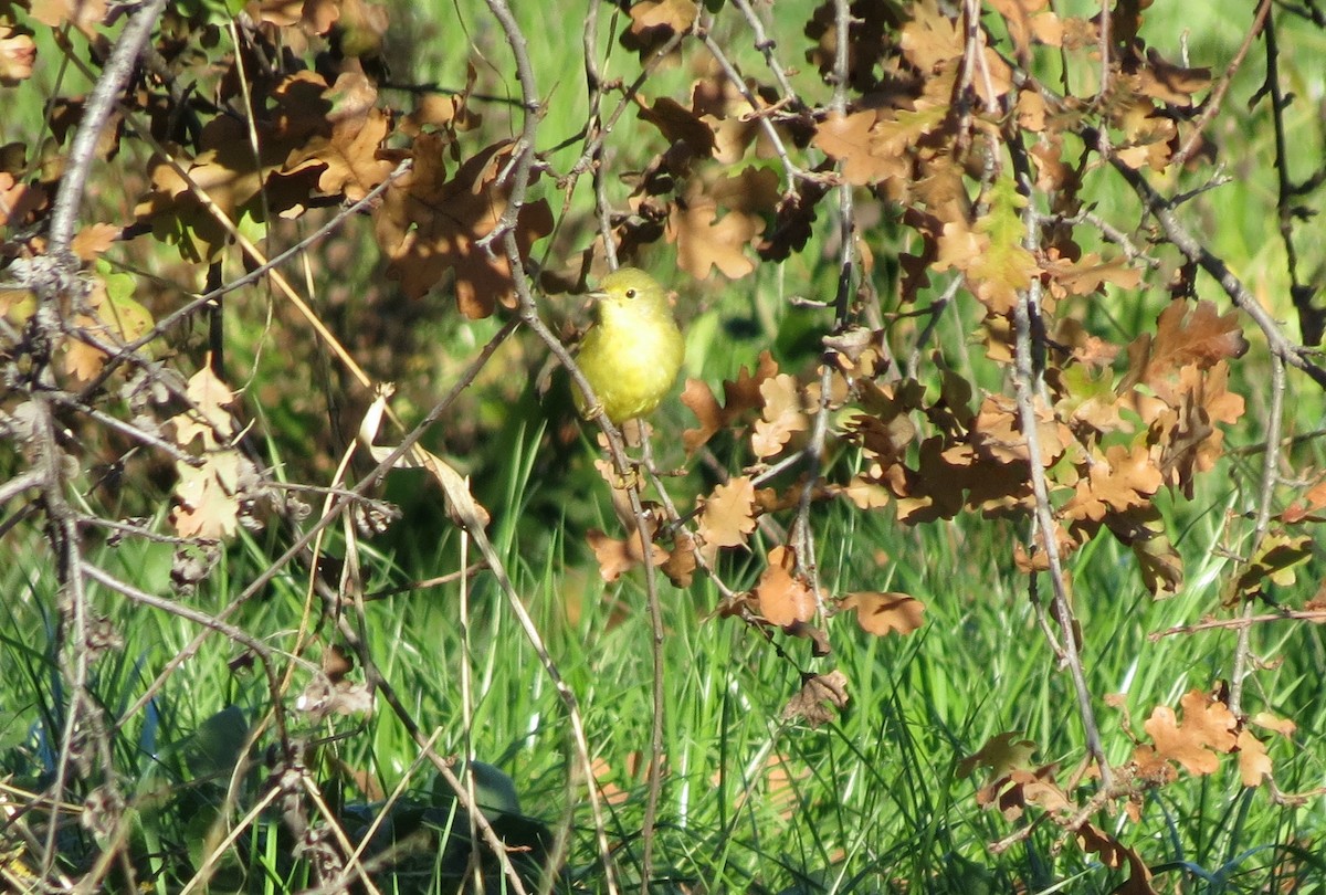 Northern Yellow Warbler - ML514054551