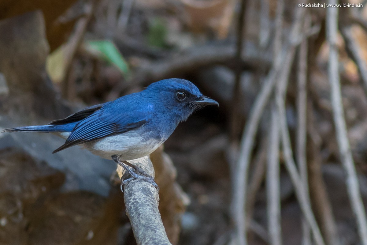 White-bellied Blue Flycatcher - Rudraksha Chodankar
