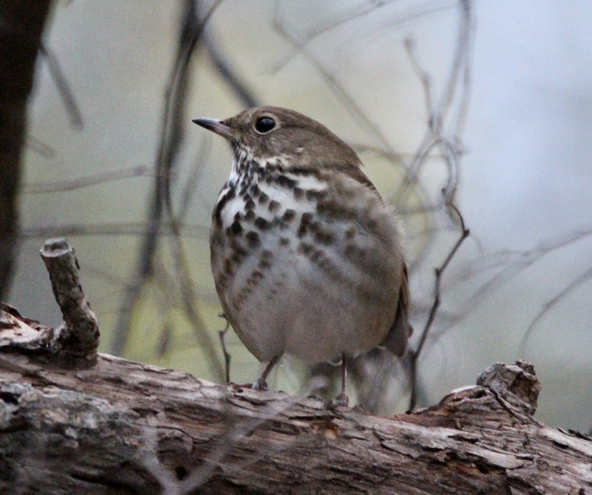 Hermit Thrush - ML514057141