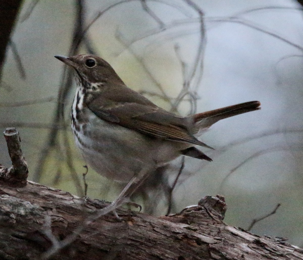 Hermit Thrush - ML514057171