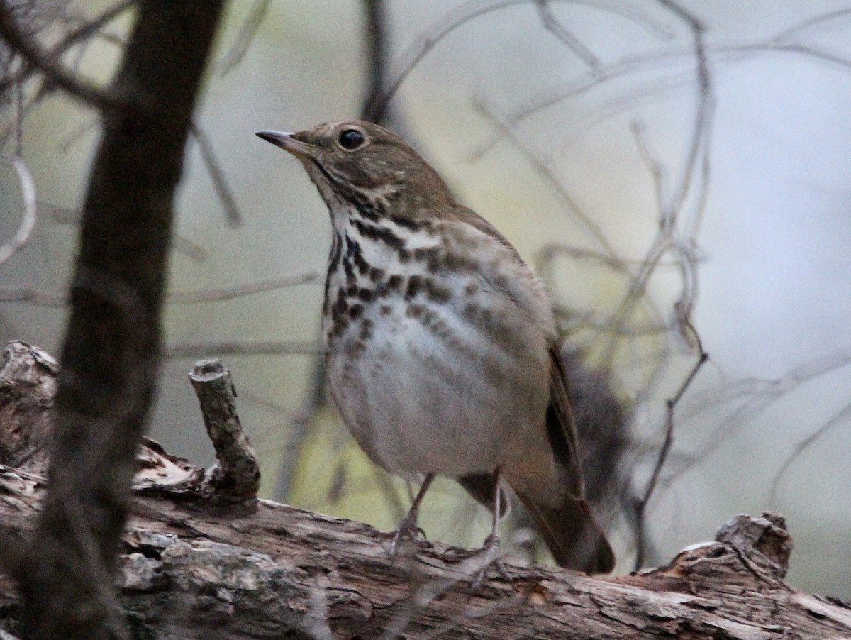 Hermit Thrush - ML514057181