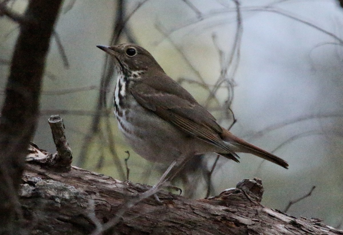 Hermit Thrush - ML514057231