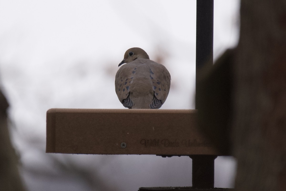 Mourning Dove - ML514057311