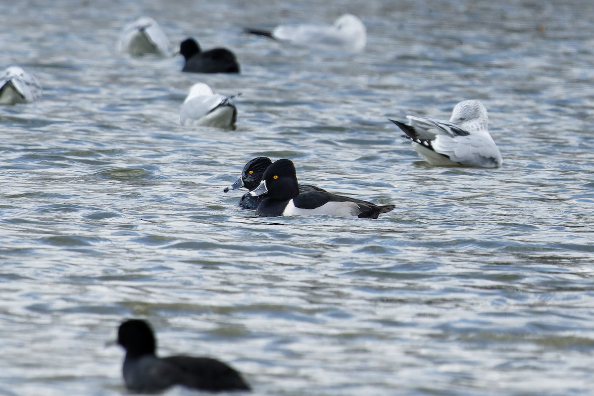 Ring-necked Duck - ML514058841