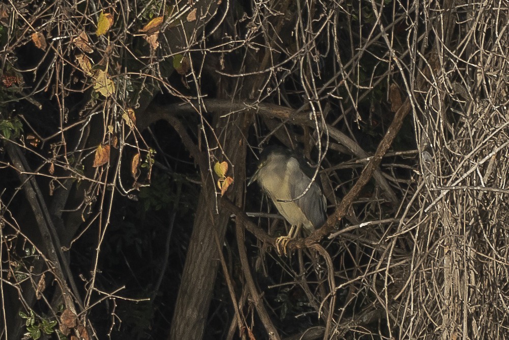 Black-crowned Night Heron - James McNamara