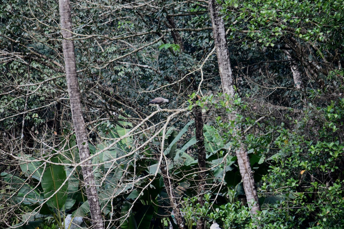 Lesser Fish-Eagle - ML514059481