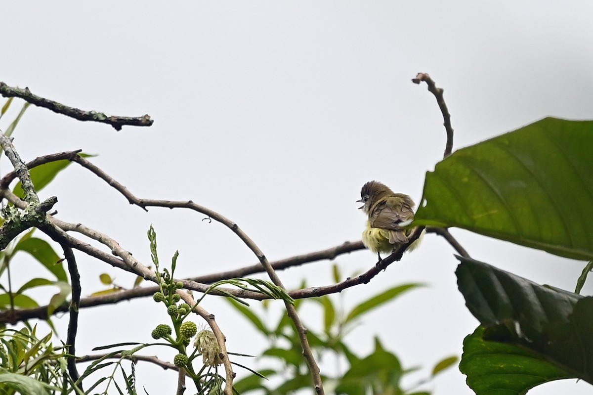 Brown-capped Vireo - Marie O'Neill