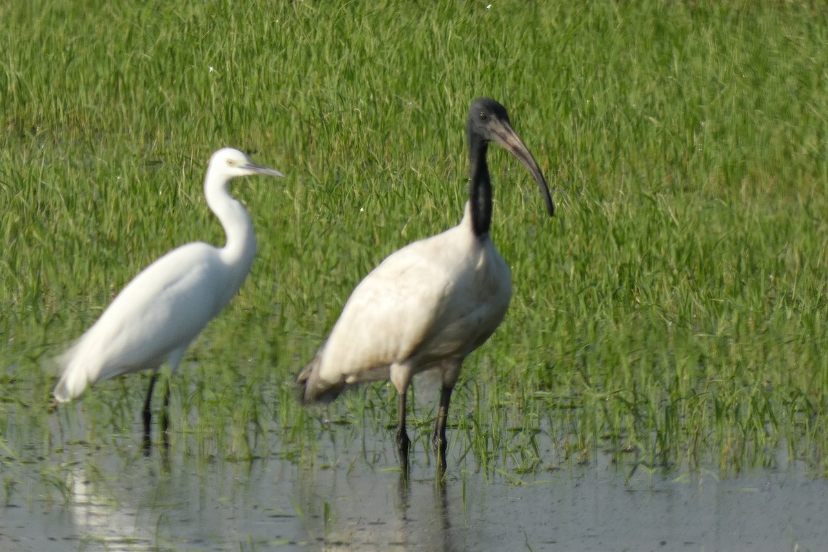 ibis černohlavý - ML514062051