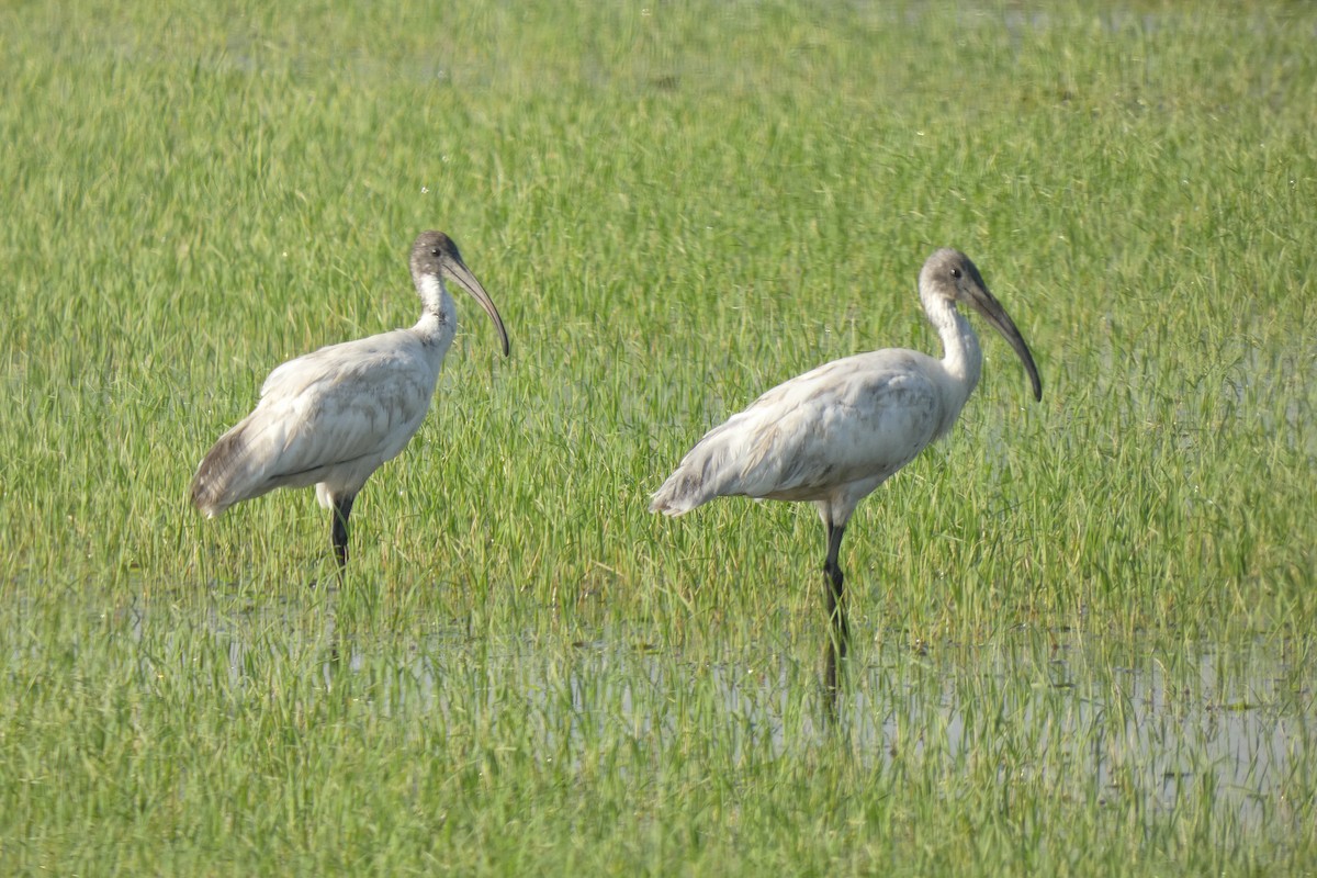ibis černohlavý - ML514062141