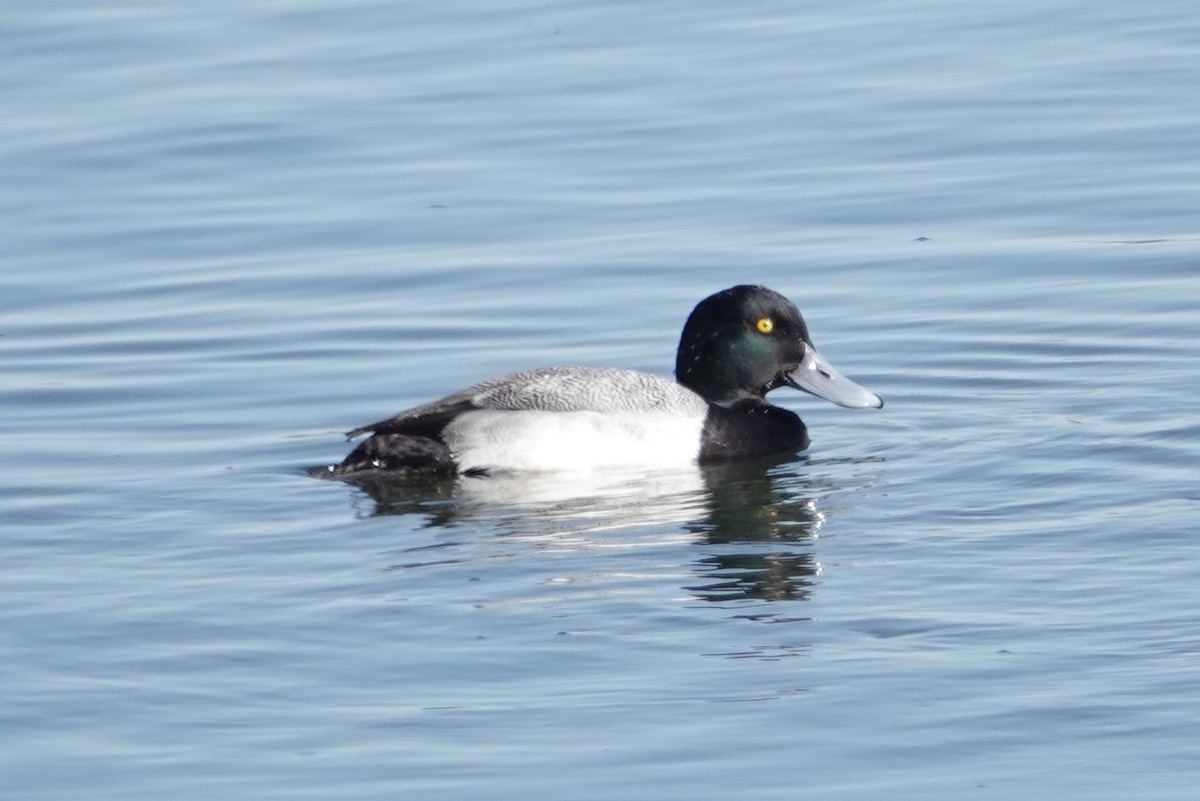 Greater Scaup - CV Sylvan