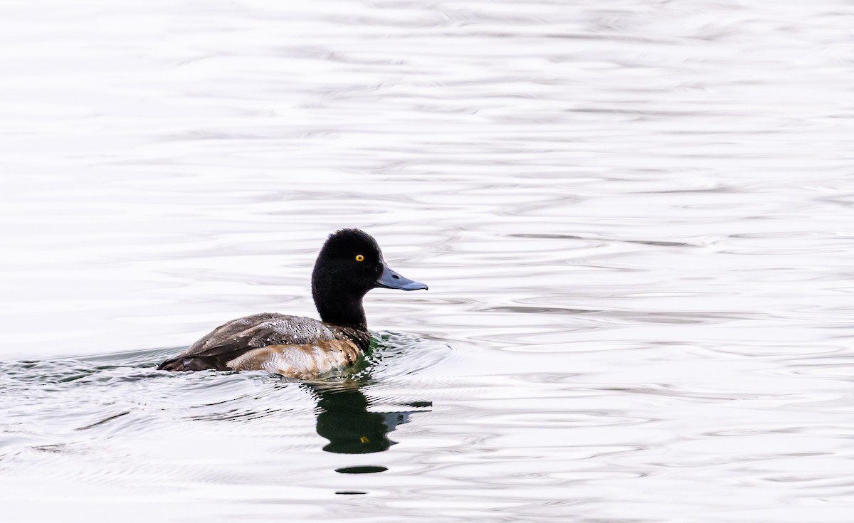 Lesser Scaup - ML514062501