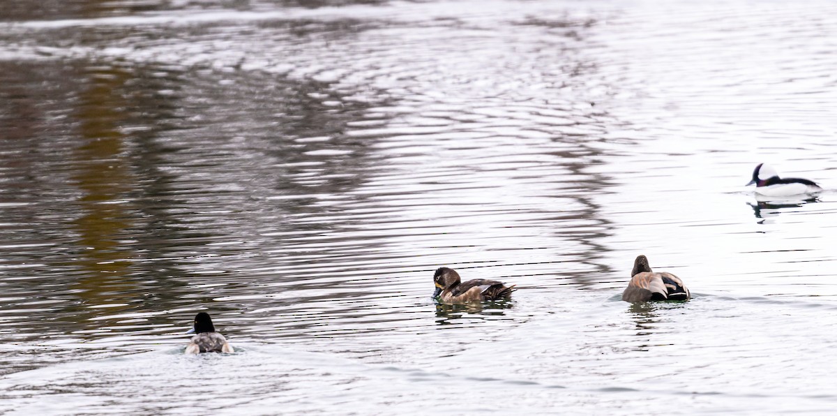 Ring-necked Duck - Ken Miracle