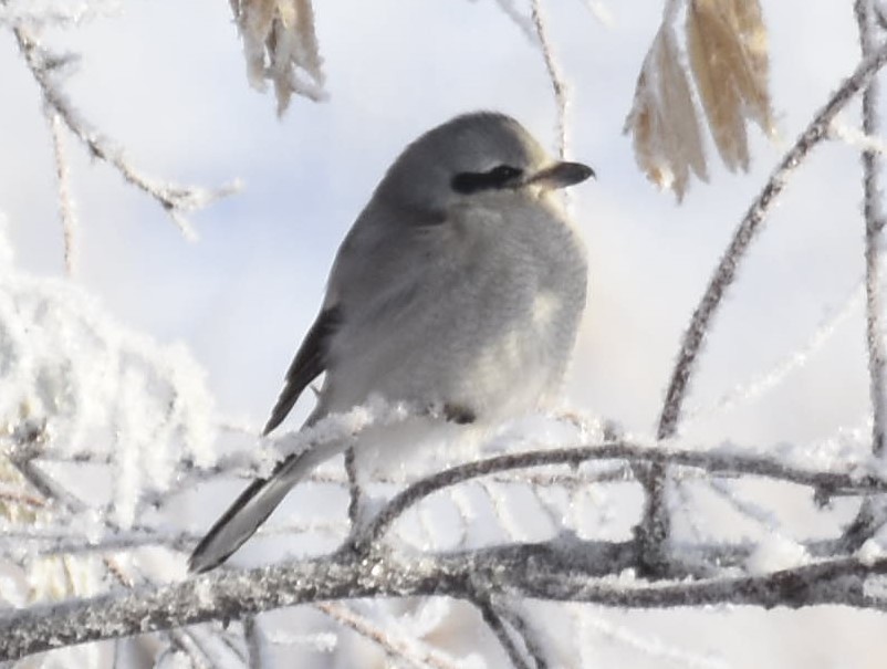 Northern Shrike - ML514063191