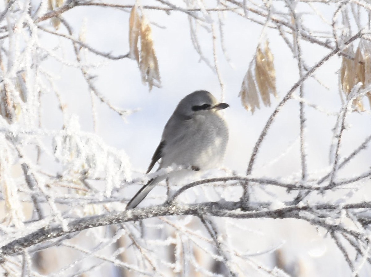 Northern Shrike - ML514063201