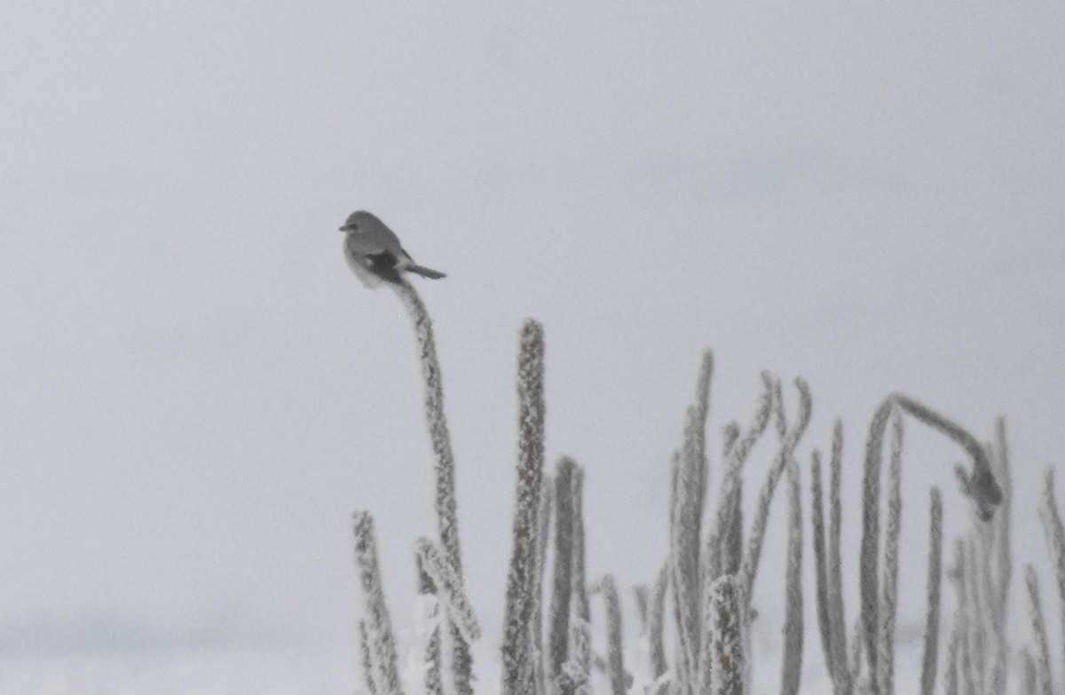 Northern Shrike - ML514063211