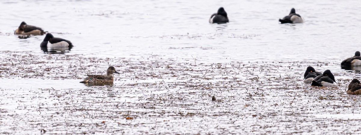 Ring-necked Duck - ML514063391