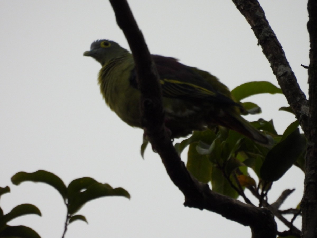 Gray-cheeked Green-Pigeon - ML514064321
