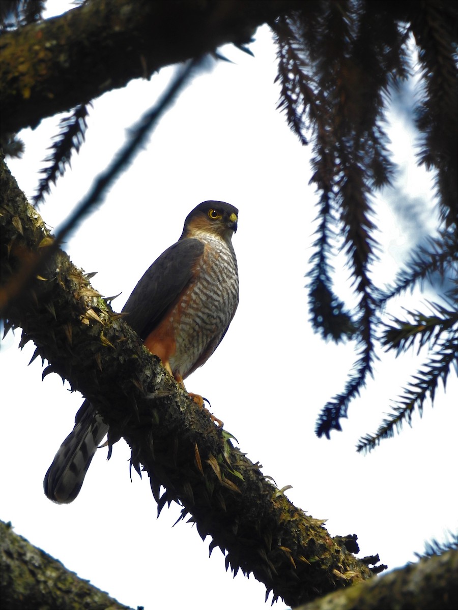 Sharp-shinned Hawk (Rufous-thighed) - ML514064901