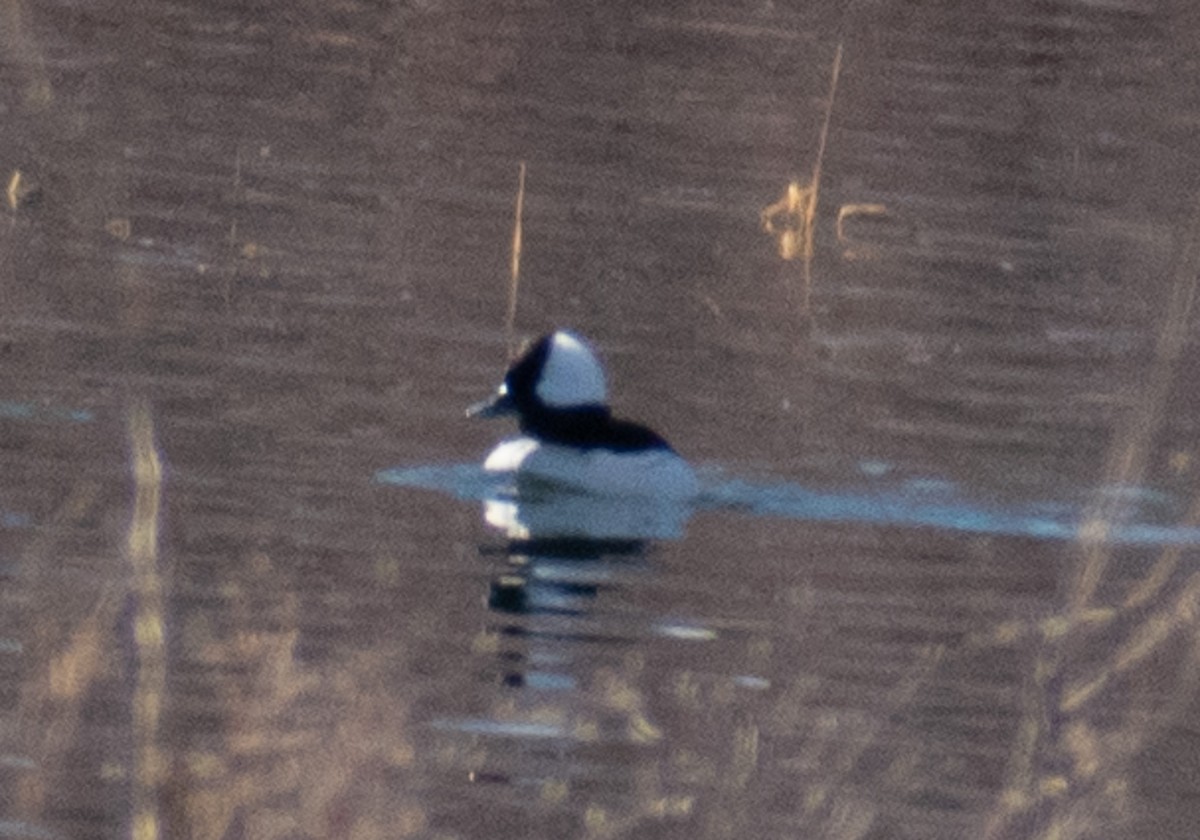 Bufflehead - ML514066031