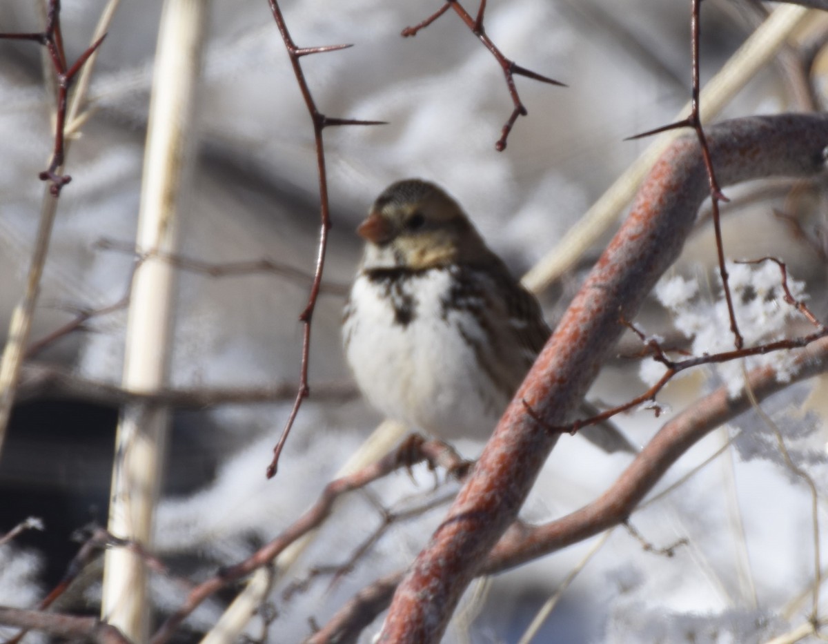 Harris's Sparrow - ML514066541