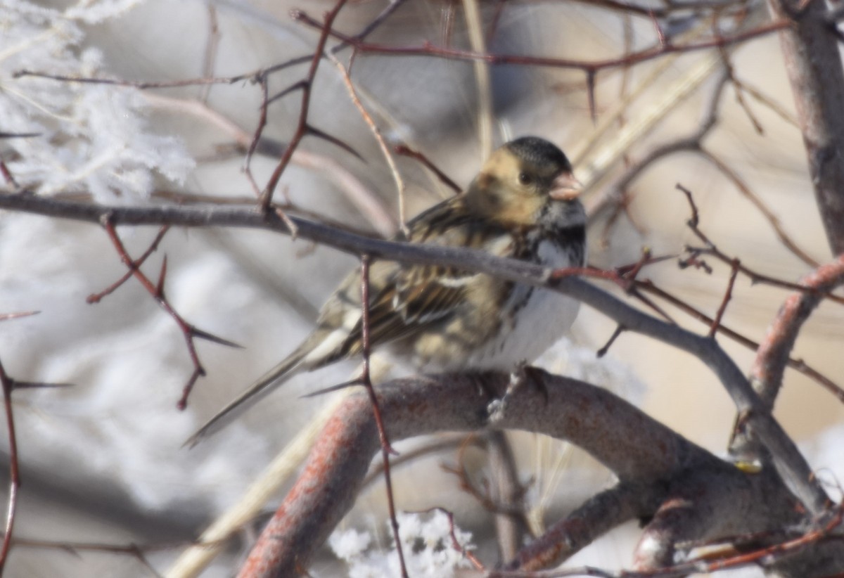 Harris's Sparrow - ML514066551