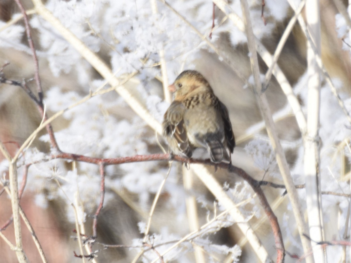 Harris's Sparrow - ML514066561