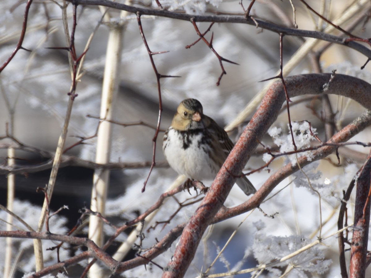 Harris's Sparrow - ML514066571