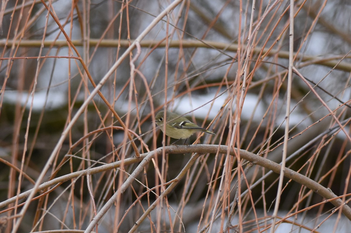 Ruby-crowned Kinglet - Brian Schmoke