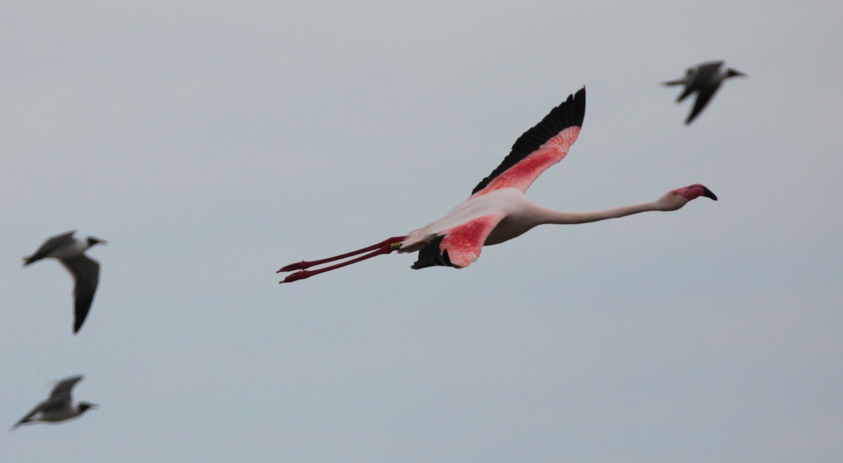 Greater Flamingo - ML51406811