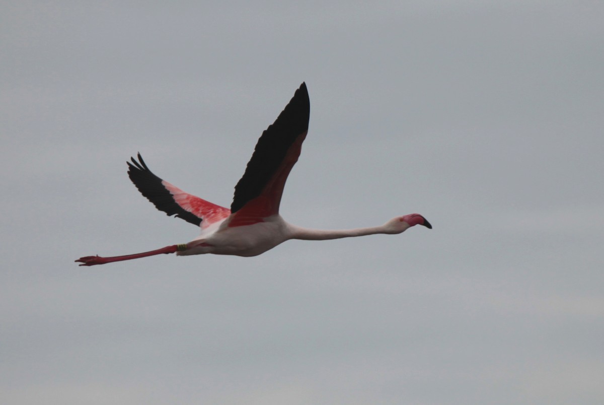 Greater Flamingo - ML51406821