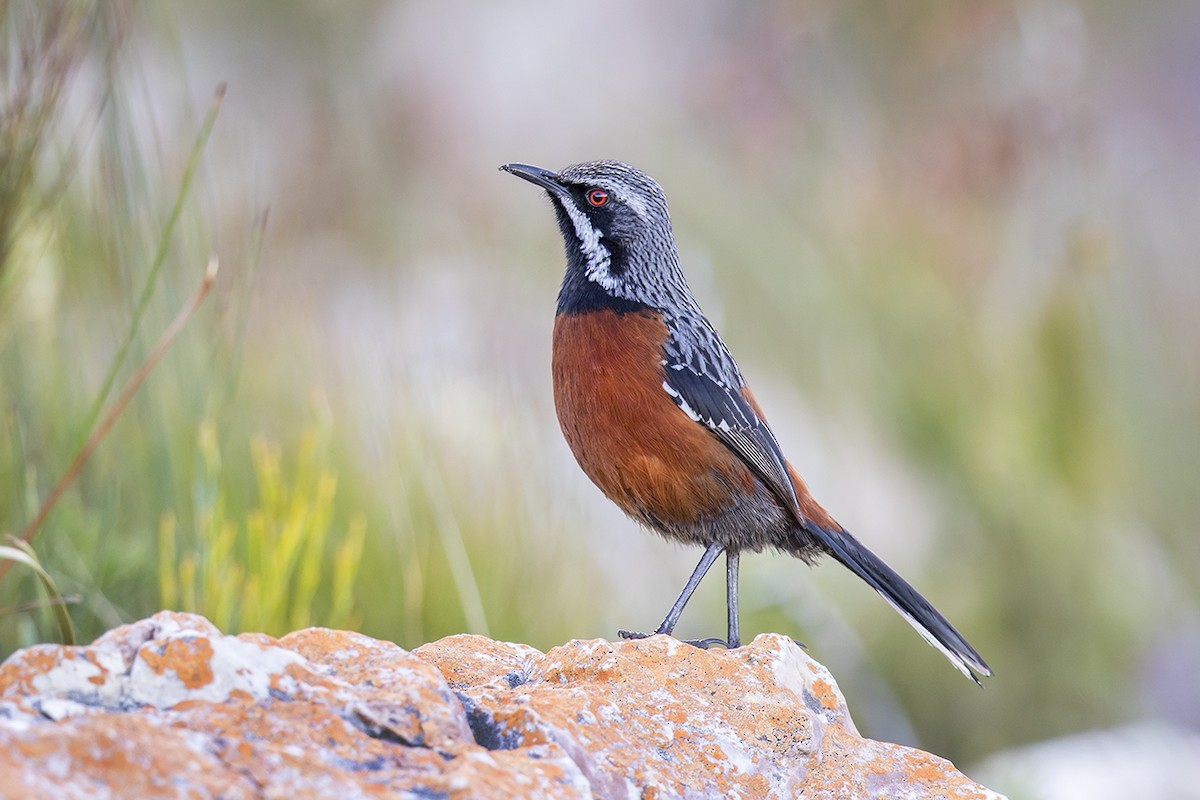 Cape Rockjumper - Matthew Kwan
