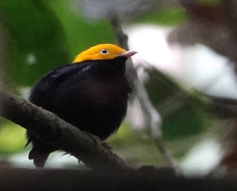 Golden-headed Manakin - ML514068991
