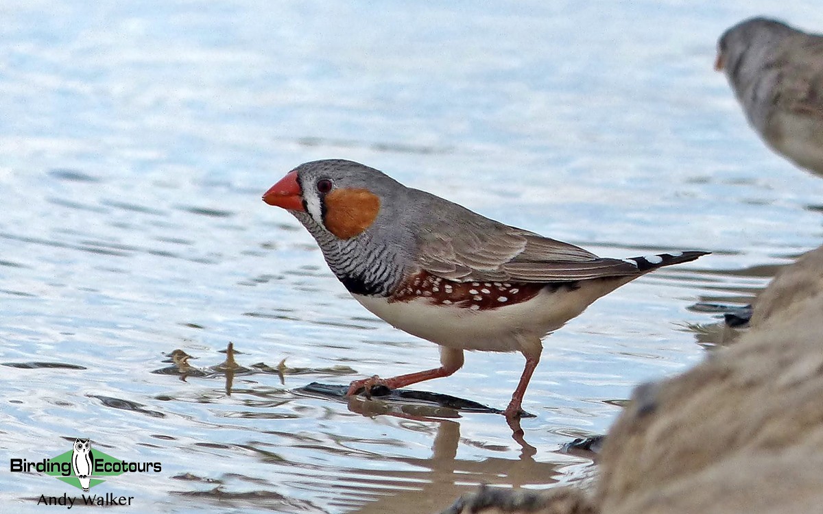 Zebra Finch (Australian) - ML514070701