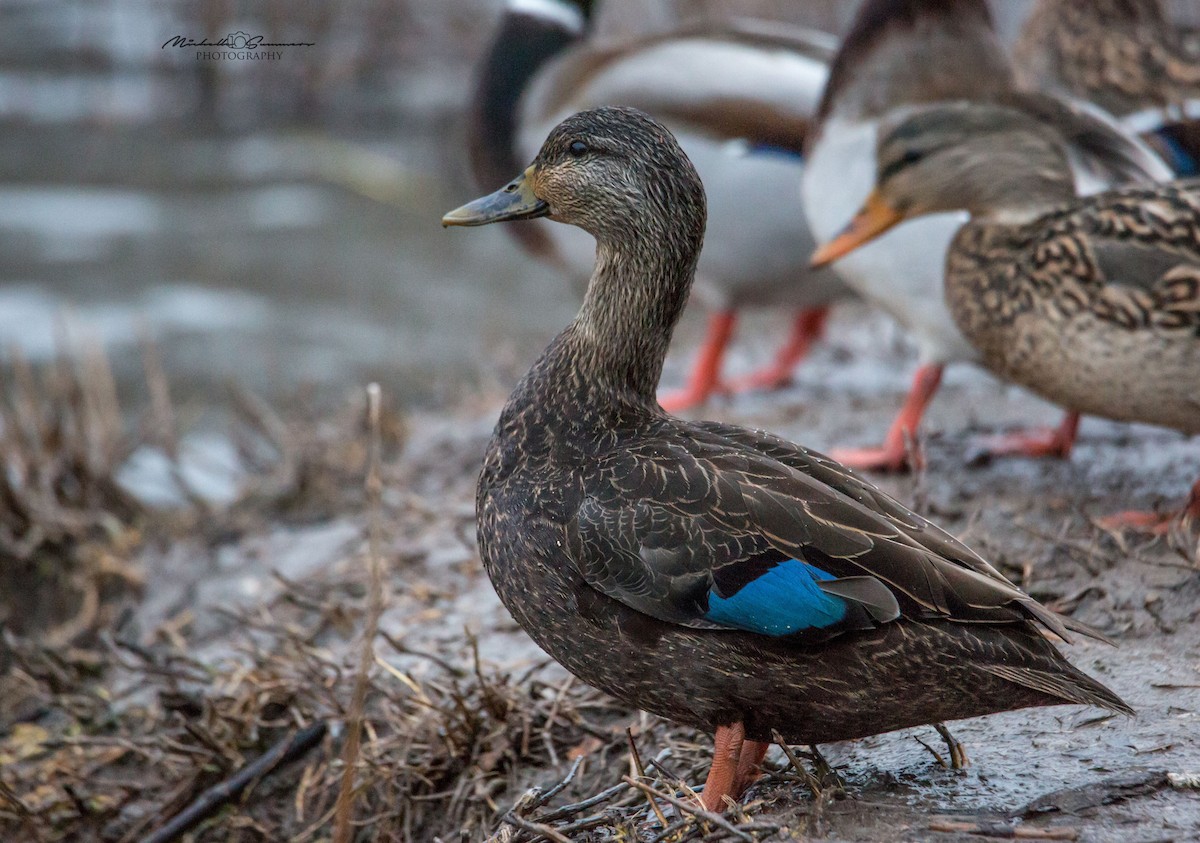 American Black Duck - ML514072761