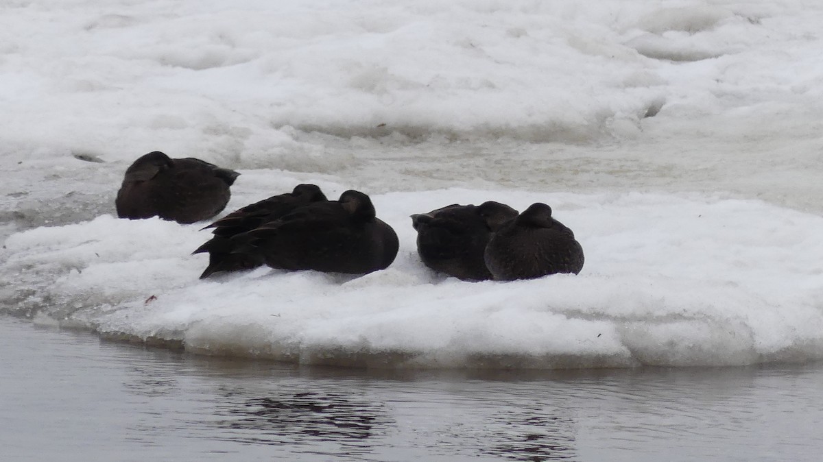 American Black Duck - ML514074031