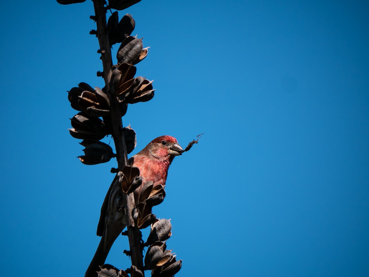 House Finch - ML514074131