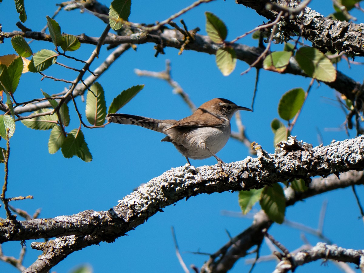 Bewick's Wren - ML514074191