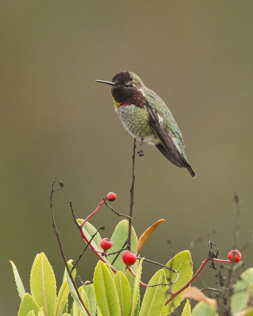 Anna's Hummingbird - ML514074841
