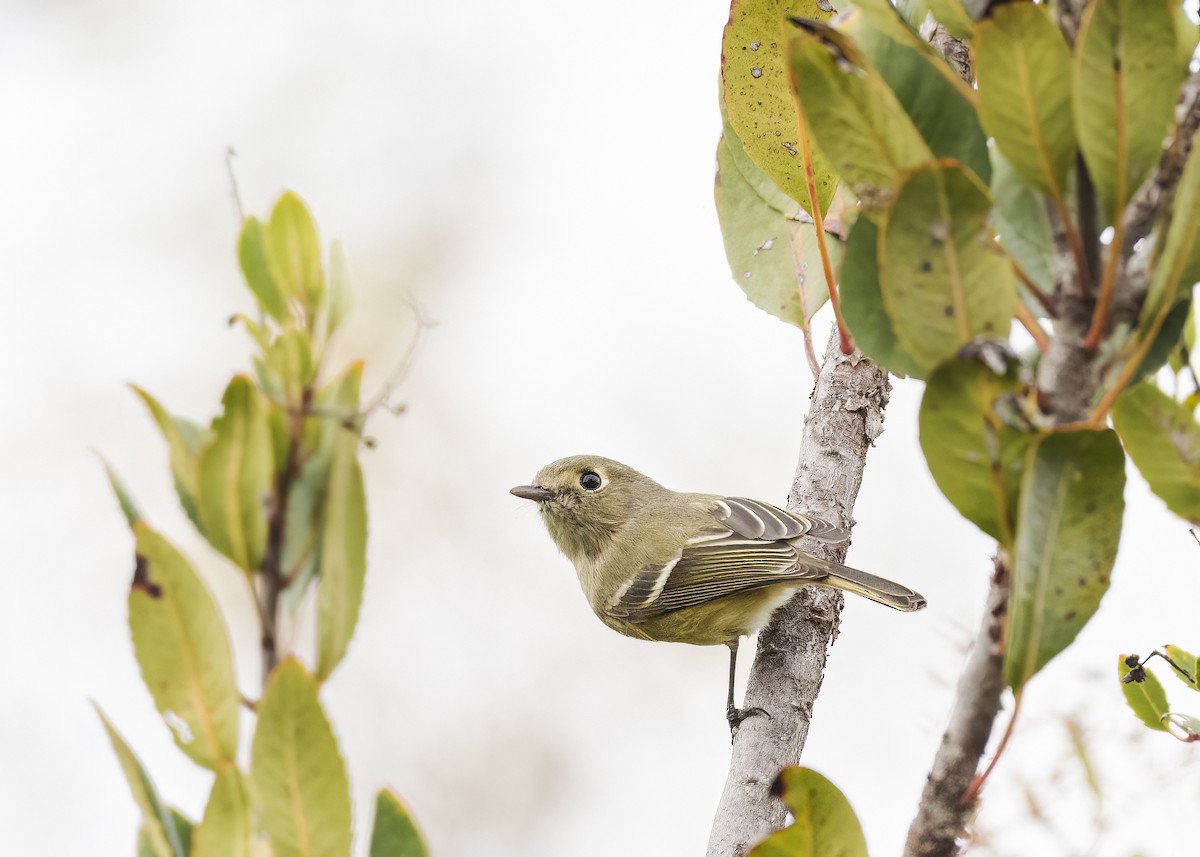 Hutton's Vireo - ML514075111