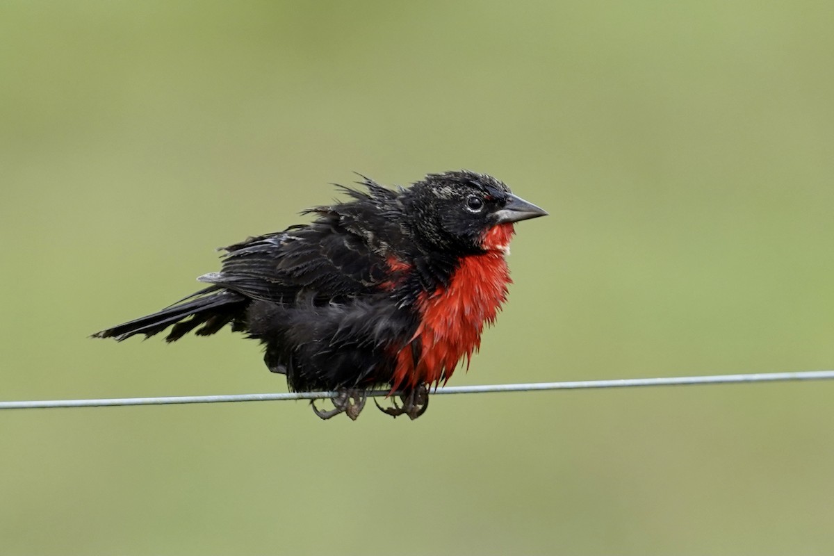 Red-breasted Meadowlark - ML514075301