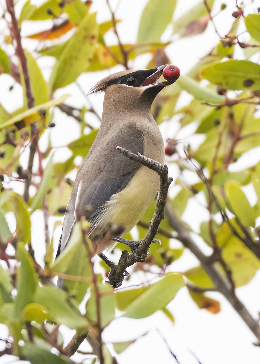 Cedar Waxwing - ML514075321