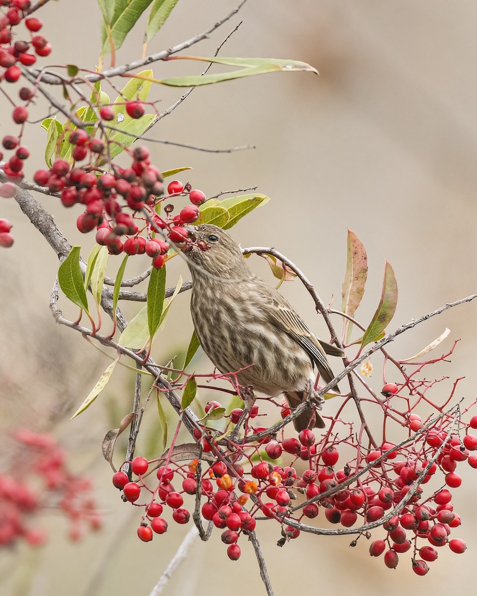 House Finch - ML514075591