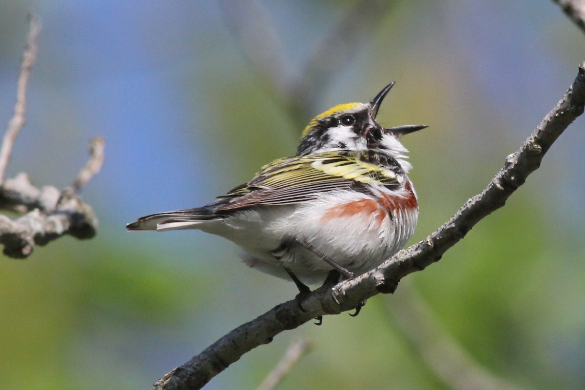 Chestnut-sided Warbler - ML51407611