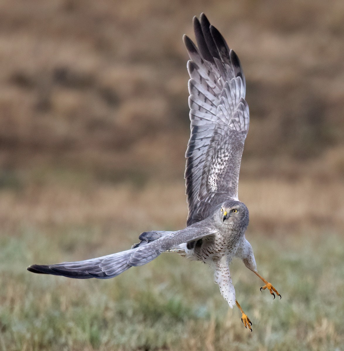 Busard des marais - ML514076121