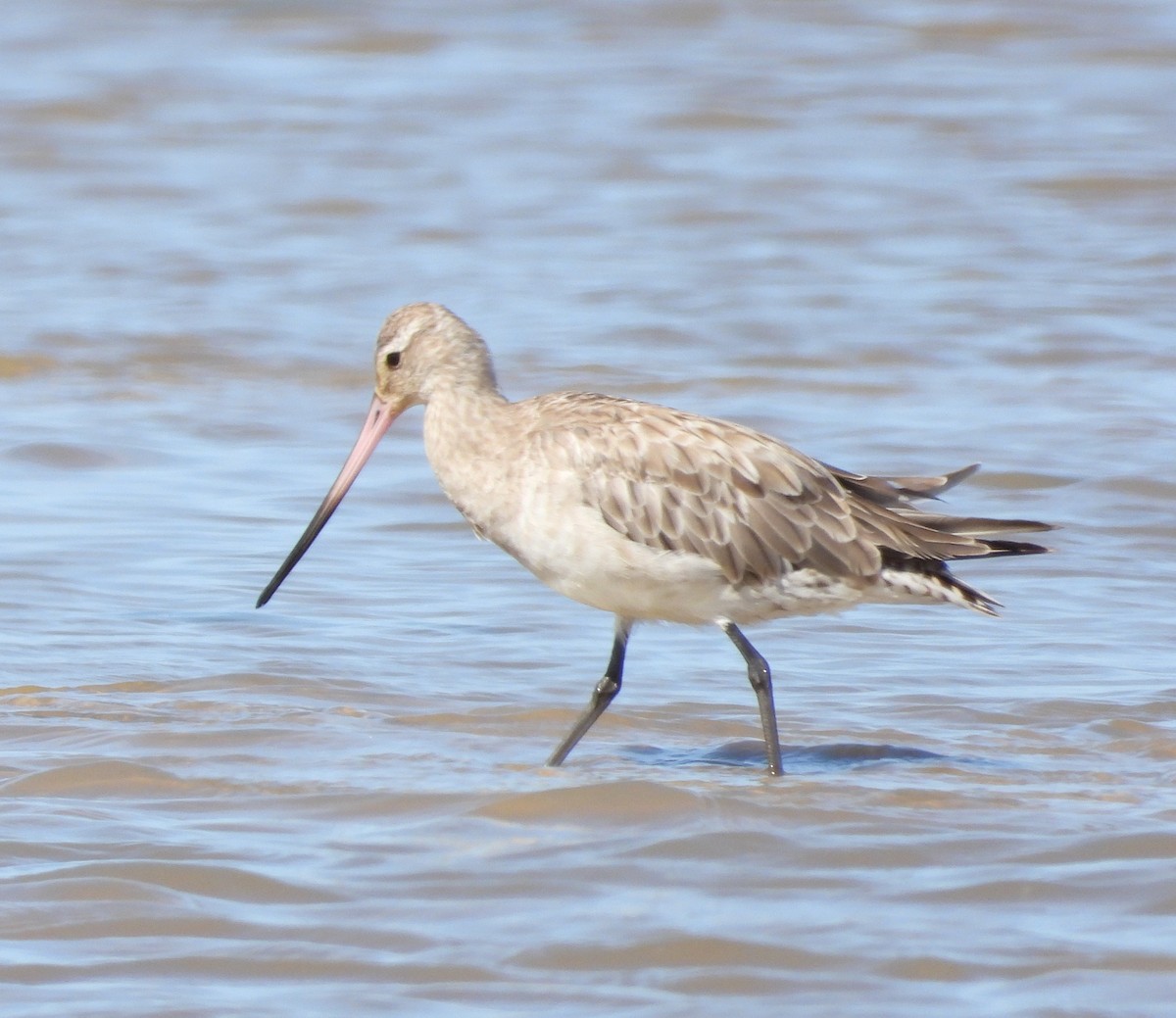 Bar-tailed Godwit - ML514078991